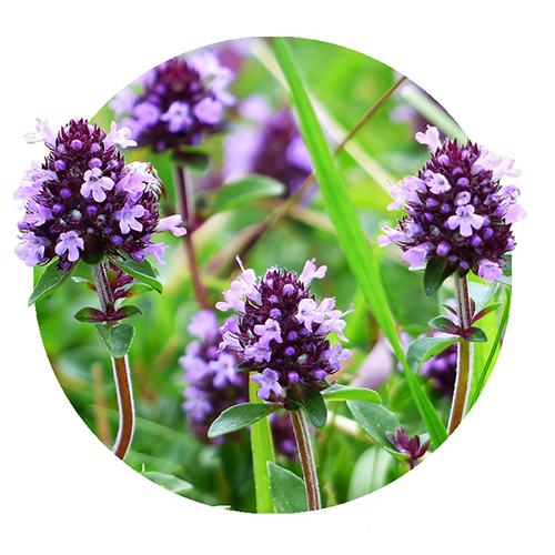 Kraut Thymian